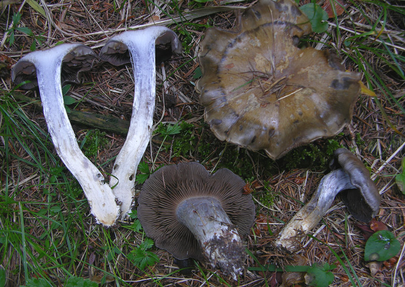 Cortinarius infractus (Pers.:Fr) Fr. Scheda fotografica